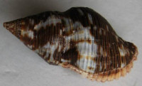 Gemophos viverratus  (Kiener, 1834)